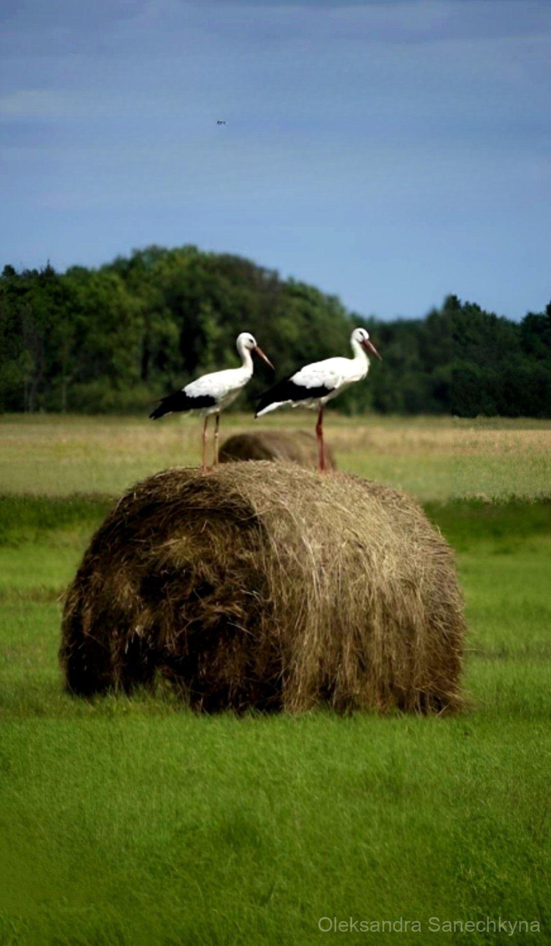 IMAGE 007272757